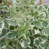 Hydrangea (Climbing)