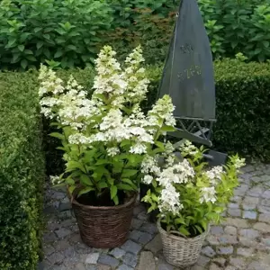 Picture Credit - Plantipp BV®