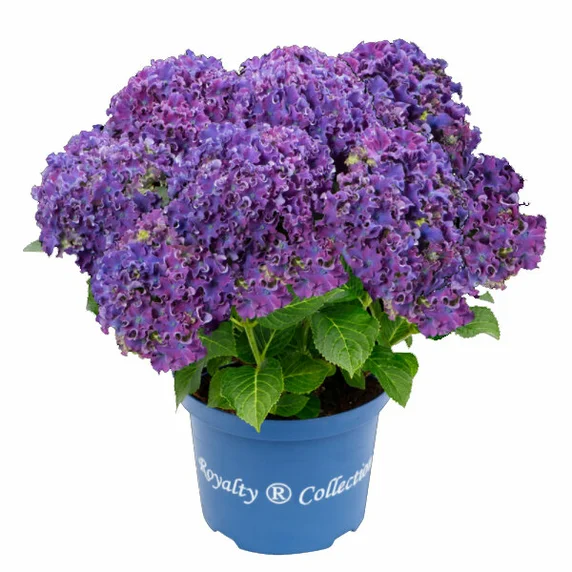Hydrangea macrophylla 'Curly Sparkle Purple'