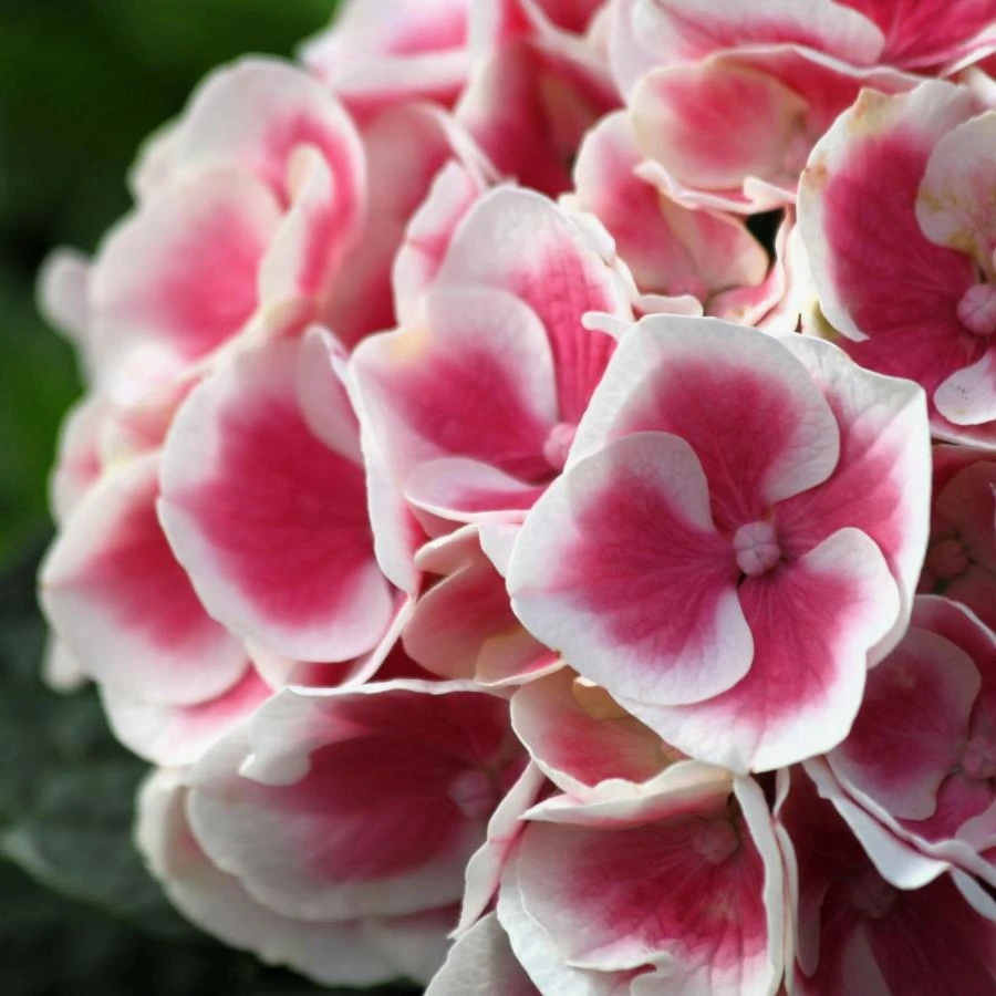 ダイヤモンドアートクラブHydrangea Garden Birds hydrangea-garden-birds-diamond