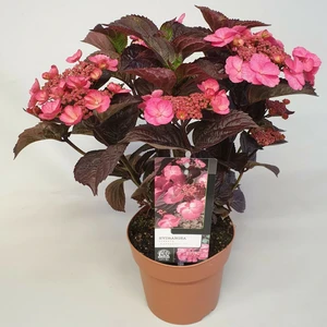Hydrangea serrata 'Daredevil' 2.3L - image 2
