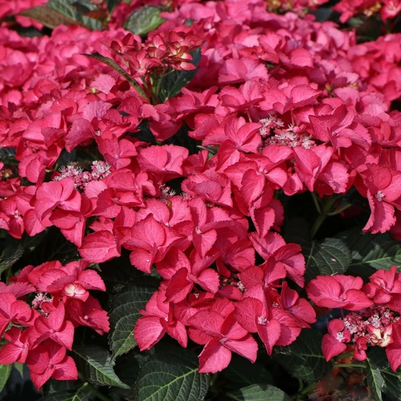 Hydrangea macrophylla 'Dark Angel'