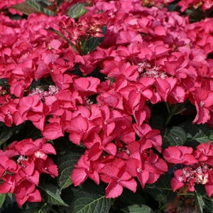 Hydrangea macrophylla 'Dark Angel'