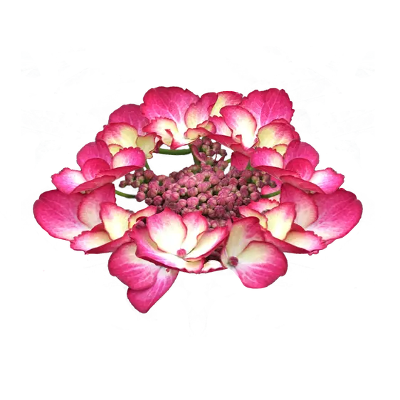 Hydrangea macrophylla 'Dark Angel'