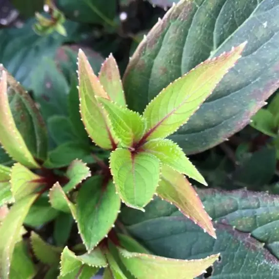 Picture Credit - van Vliet New Plants
