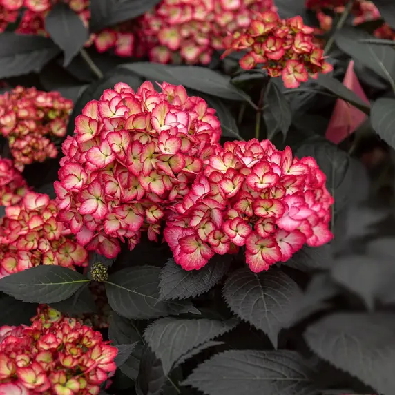 Hydrangea macrophylla 'Eclipse' 3L - image 1