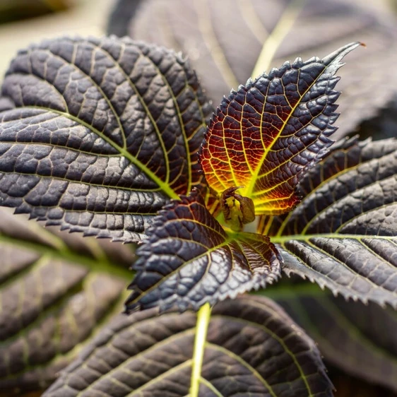 Hydrangea macrophylla 'Eclipse' 4.5L - image 3