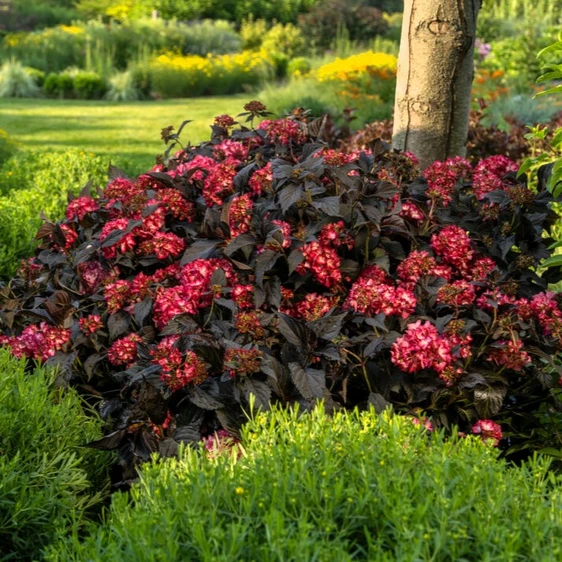 Hydrangea macrophylla 'Eclipse' 4.5L - image 4