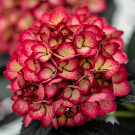Hydrangea macrophylla 'Eclipse' 3L - image 2