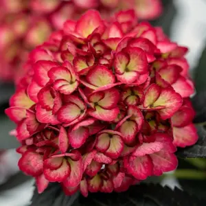 Hydrangea macrophylla 'Eclipse' 3L - image 2