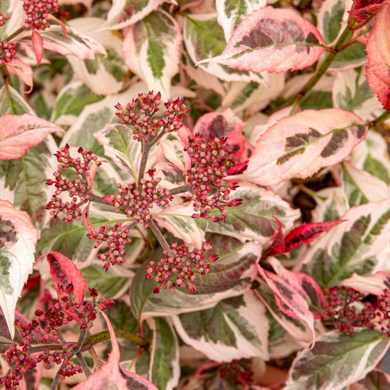 Hydrangea serrata 'Euphoria Pink' 3L - image 3