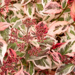 Hydrangea serrata 'Euphoria Pink' 5L - image 3