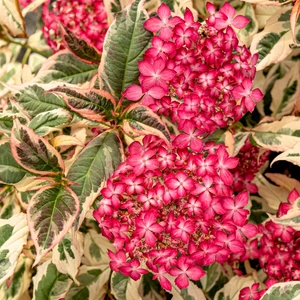 Hydrangea serrata 'Euphoria Pink' 3L - image 1