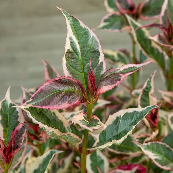 Hydrangea serrata 'Euphoria Pink' 1L - image 2