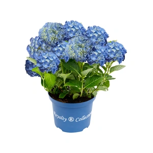 Hydrangea macrophylla 'Fabolo Blue'