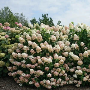 Image Credit: Proven Winners