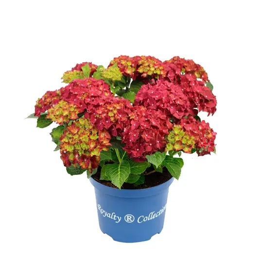 Hydrangea macrophylla 'Fire Wings' 3L