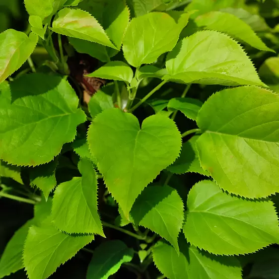 Hydrangea anomala subsp. petiolaris 'Flying Saucer'