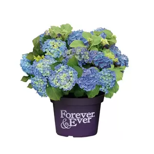 Hydrangea macrophylla 'Forever & Ever Blue' 5L