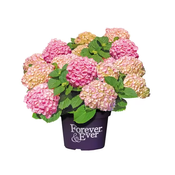 Hydrangea macrophylla 'Forever & Ever Pink' 5L