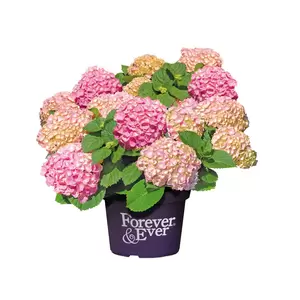 Hydrangea macrophylla 'Forever & Ever Pink' 5L