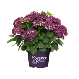 Hydrangea macrophylla 'Forever & Ever Purple' 5L