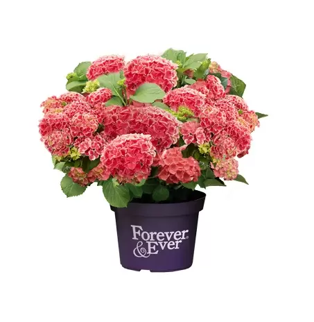 Hydrangea macrophylla 'Forever & Ever Red' 5L
