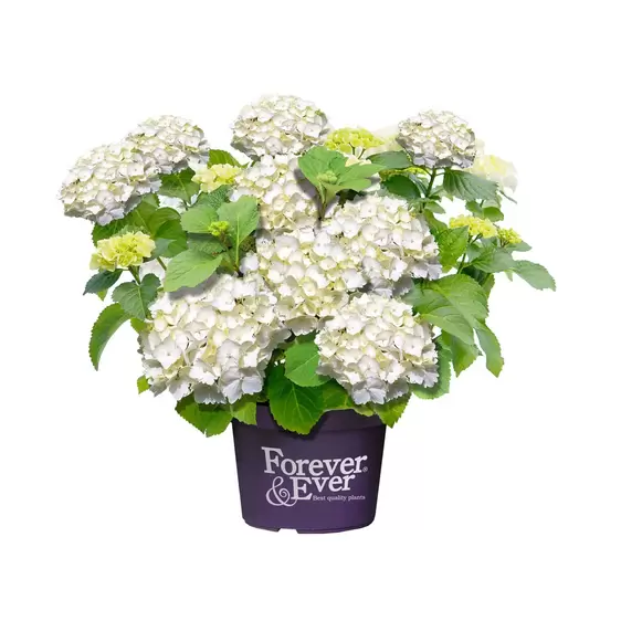 Hydrangea macrophylla 'Forever & Ever White' 5L
