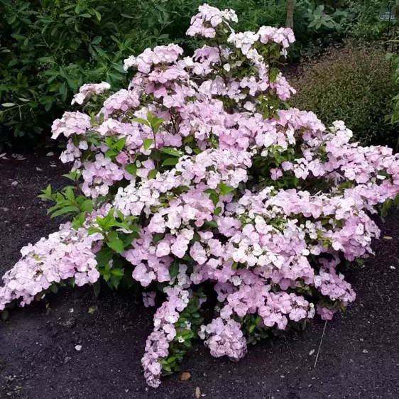 Hydrangea 'French Bolero Pink' 3.5L - image 1