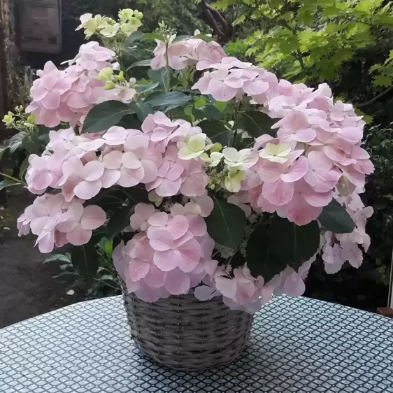 Hydrangea 'French Bolero Pink' 3.5L - image 2