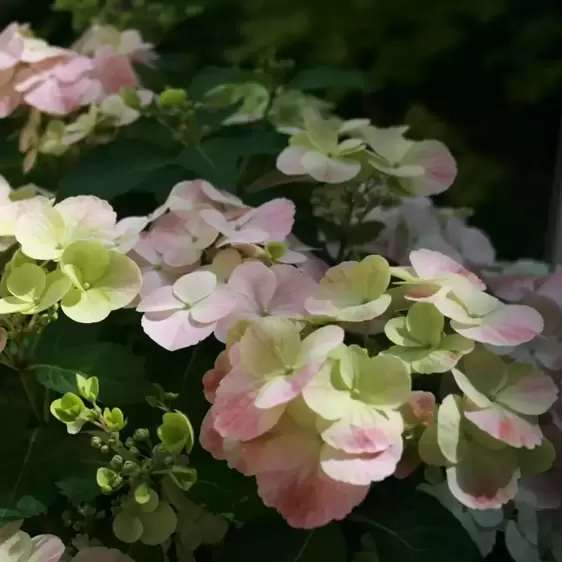 Hydrangea 'French Bolero Pink' 3.5L - image 4