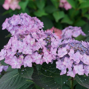 Picture Credit - © Proven Winners® ColorChoice Shrubs