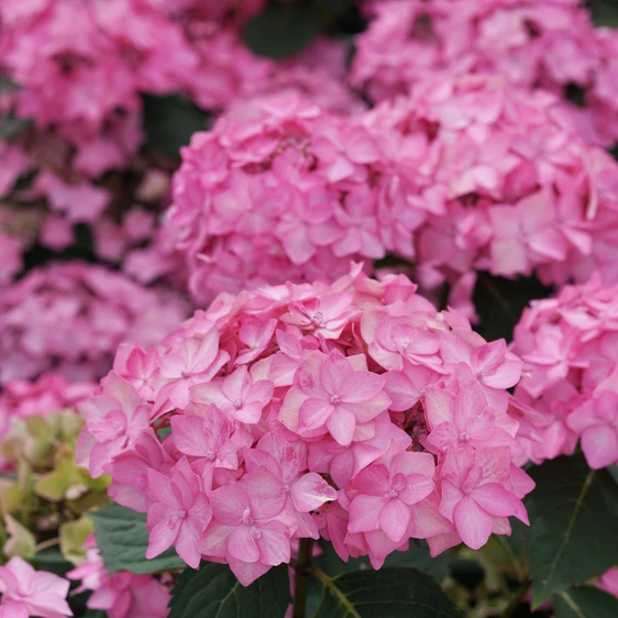 Picture Credit - © Proven Winners® ColourChoice Shrubs