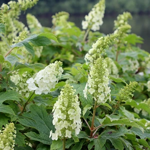 Image Credit: Proven Winners