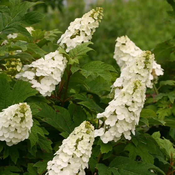 Image Credit: Proven Winners