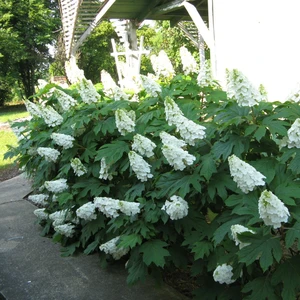 Image Credit: Proven Winners