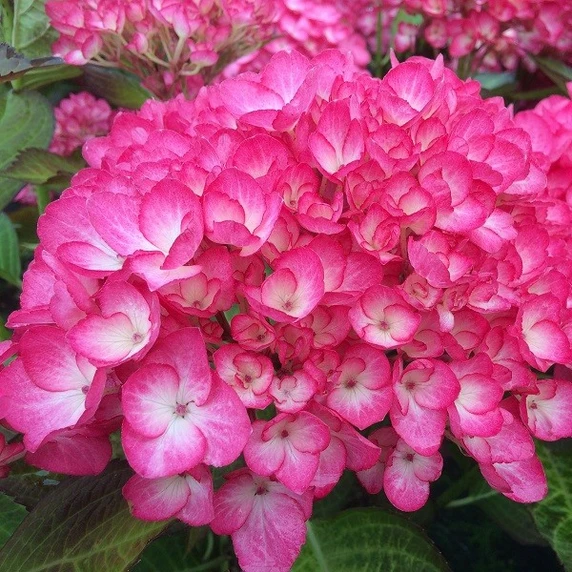 Hydrangea macrophylla 'Gräfin Cosel'