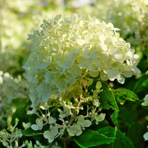 Hydrangea paniculata 'Greenlight' - image 2