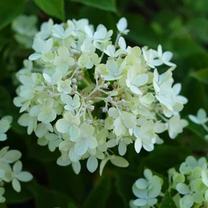 Hydrangea paniculata 'Greenlight' - image 1