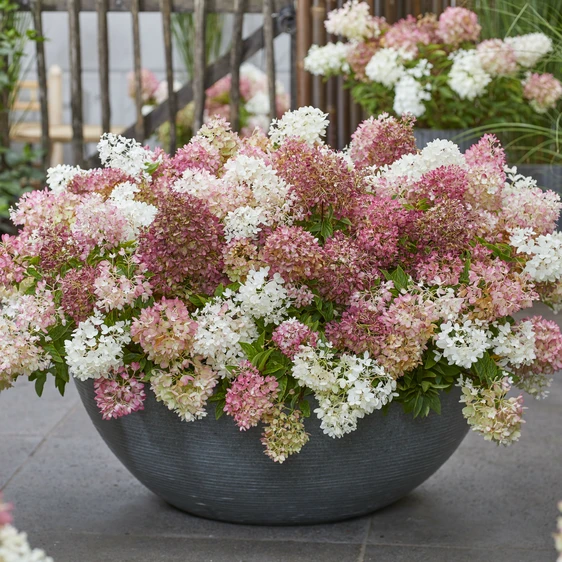 Image Credit: Plantipp BV®