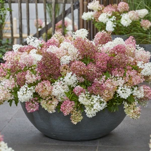 Image Credit: Plantipp BV®