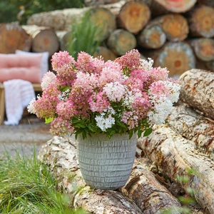 Image Credit: Plantipp BV®