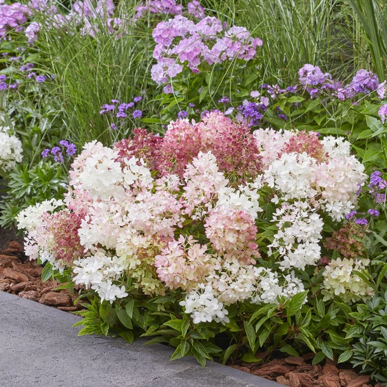 Image Credit: Plantipp BV®
