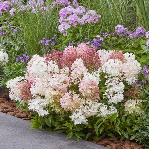 Image Credit: Plantipp BV®