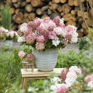 Image Credit: Plantipp BV®