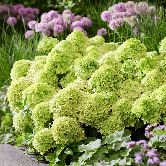 Image Credit: Plantipp BV®