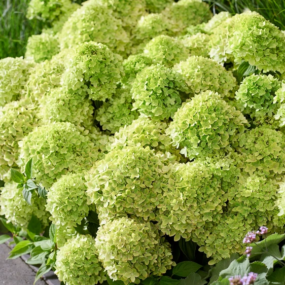 Image Credit: Plantipp BV®