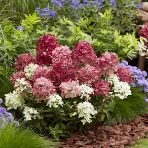 Image Credit: Plantipp BV®