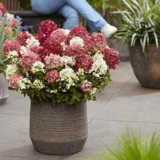 Image Credit: Plantipp BV®