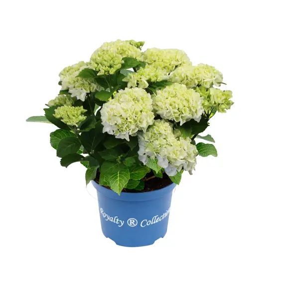 Hydrangea macrophylla 'Ice Girl' 3L
